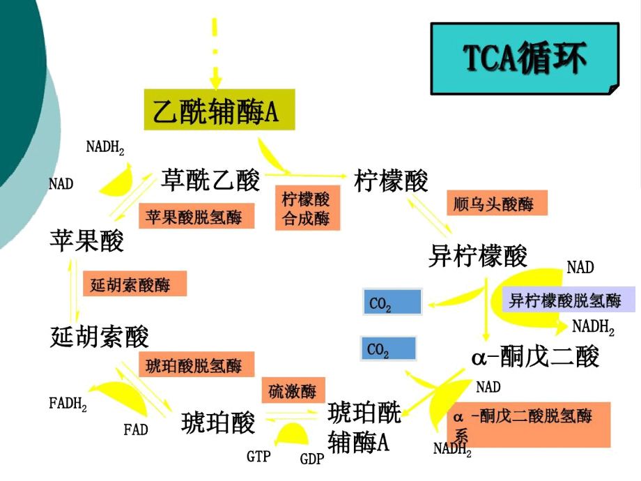 丙酮酸脱氢酶系与柠檬酸的代谢枢纽